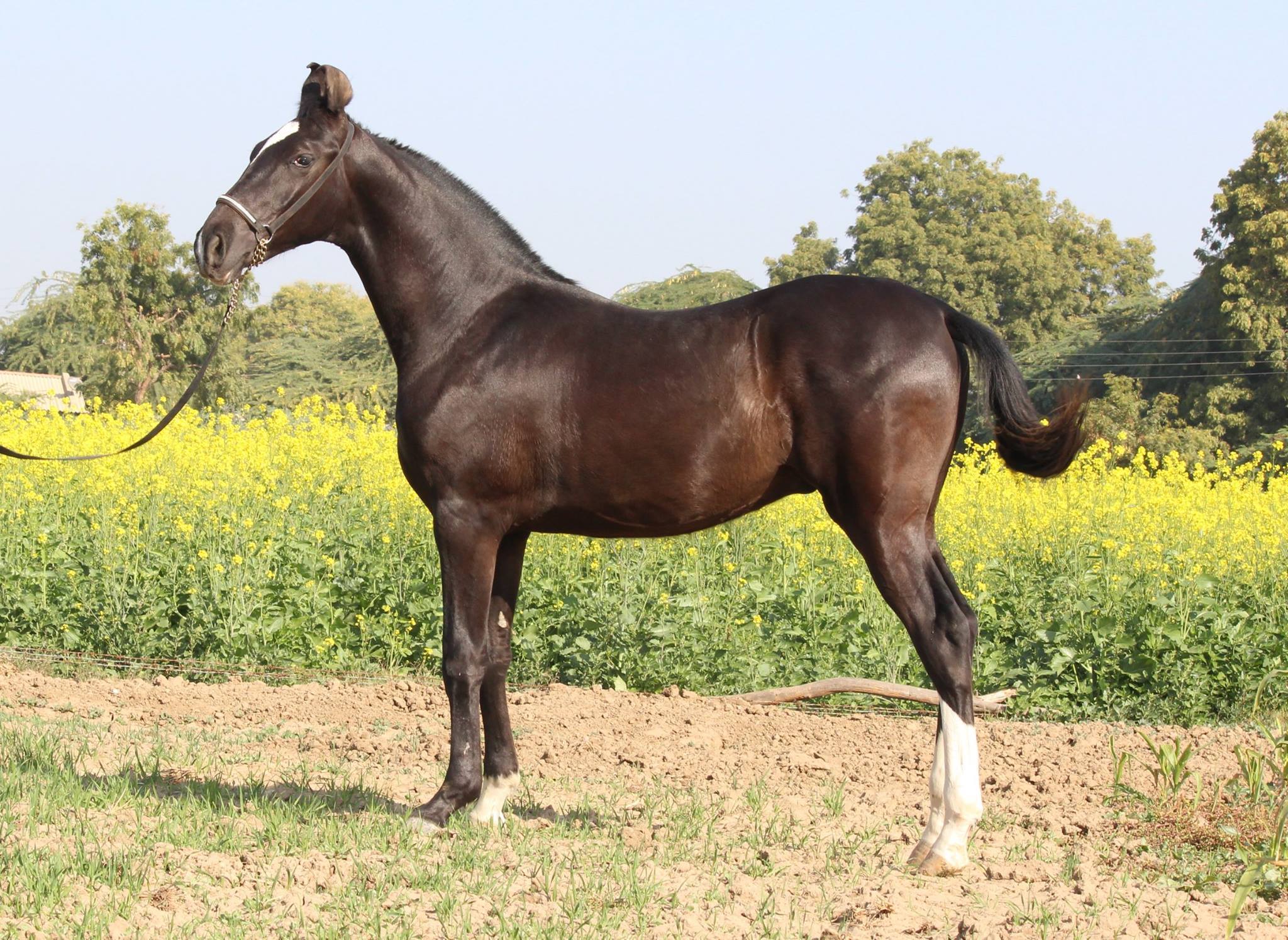 Degana Stud Farm DSF